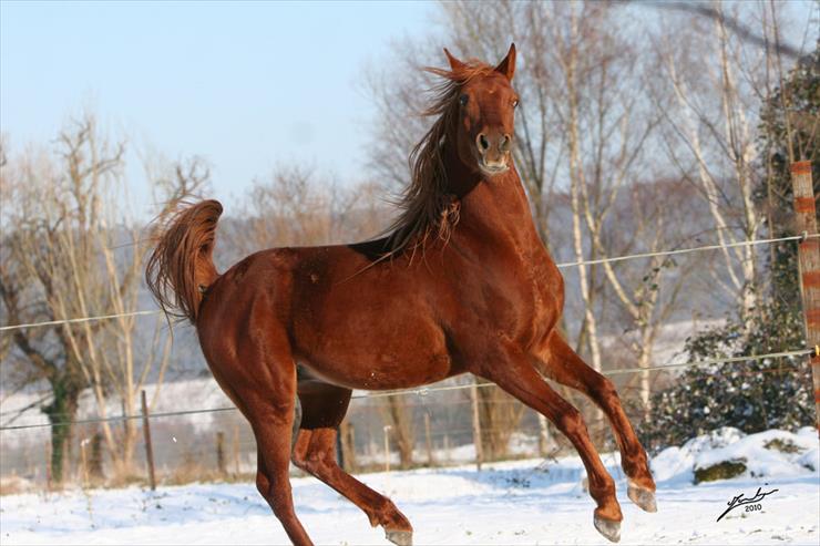 Konie... dumne konie - 661668__dahess_p.jpg