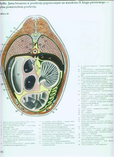 atlas anatomii-tułów - 042.jpg