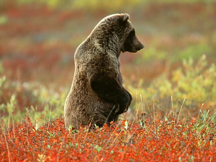 5 - Grizzly Bear, Denali National Park, Alaska.jpg