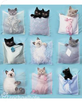 Zwierzęta - Pocket Kittens.jpg