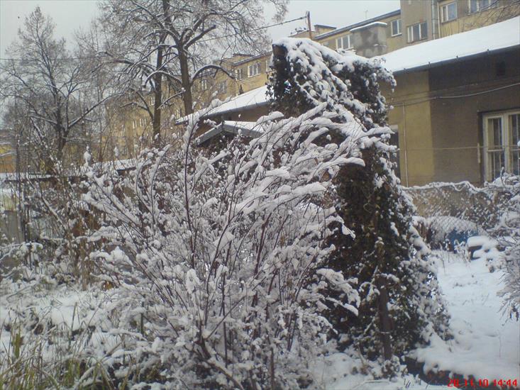 Pierwszy śnieg  28.11.2010 - DSC07161.JPG