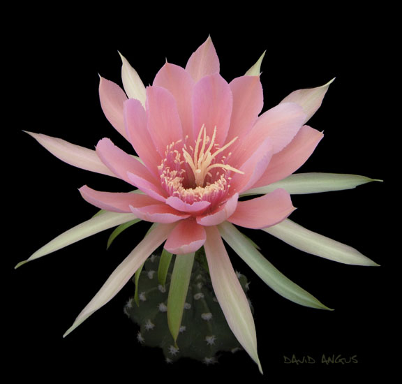 Kwitnące kaktusy - Echinopsis hybrid 1.jpg