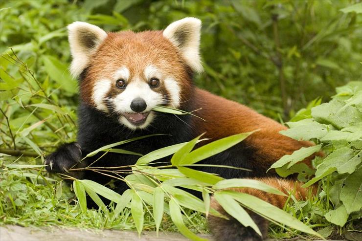 Tapety - Red Panda Eating Bamboo, Wolong Nature Reserve, Sichuan Province, China.jpg