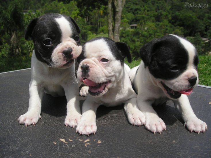 buldogi - 631038-1152x864-three-black-white-bulldog-puppies.jpg