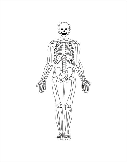 Budowa człowieka - szkielet2.JPG