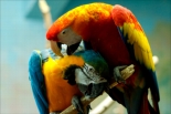 Zwierzęta - papuga.jpg