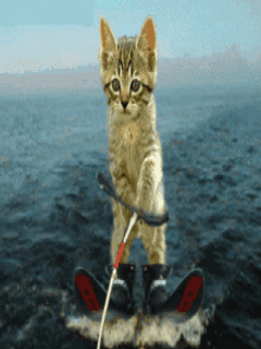KOTY - Animated_Skiing_Cat.gif