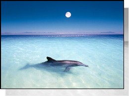 Obrazki zwierzęta - 4517_delfin.jpg