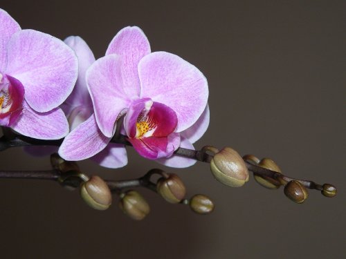 Storczyk-orchidea - f668dbaacf573bb5med.jpg