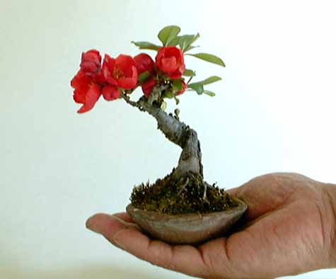 Drzewka bonsai - sweet-flowering-quince-bonsai.jpg