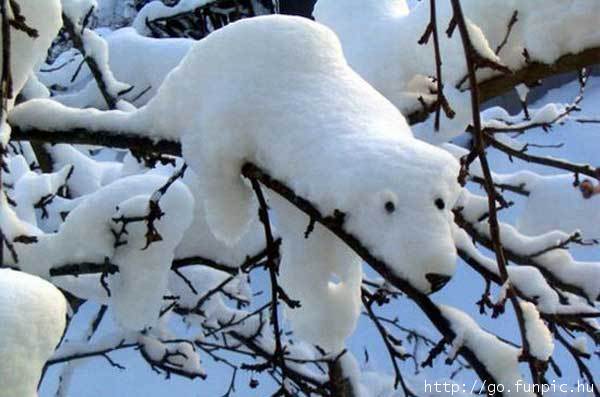 Iluzja - snieg_czy_bialy_mis.jpg