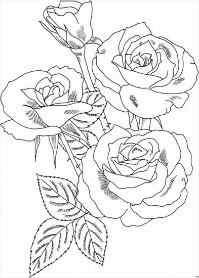 Kwiaty - rose4.jpg