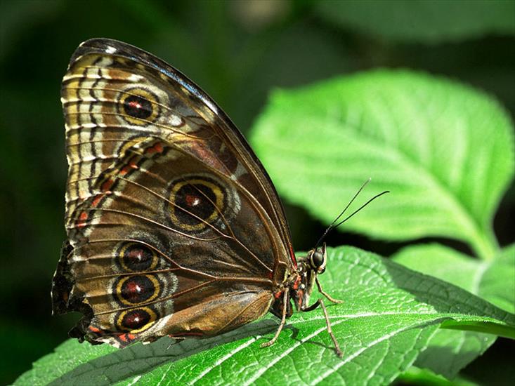Motyle w naturze - butterfly_09_m.jpg