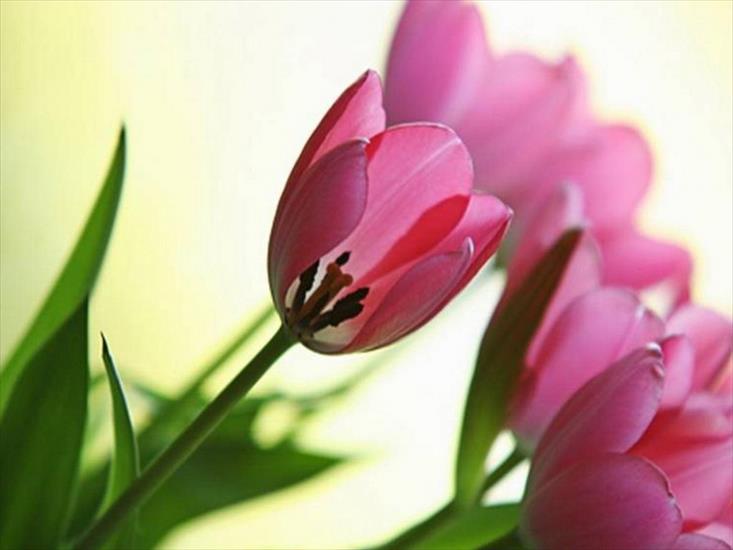 Tulipany - tulipany 88.jpg