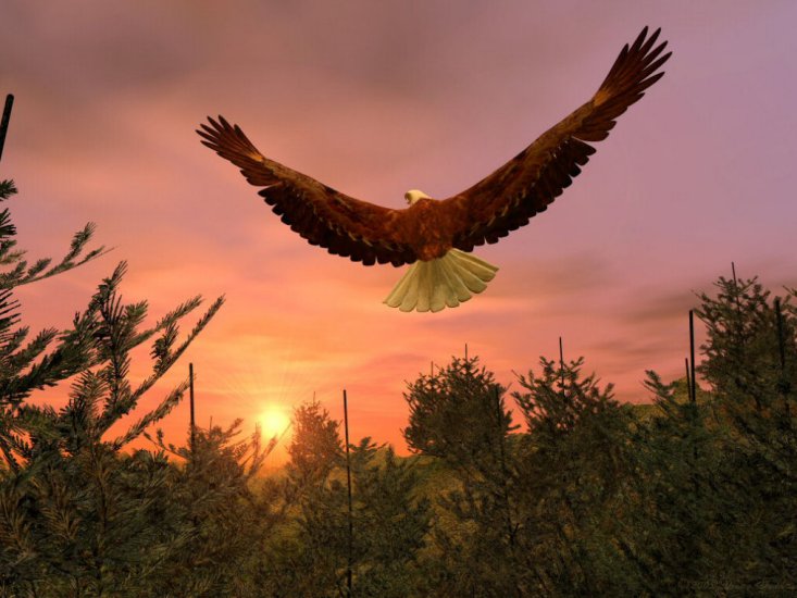 Zoo-Ptaki Orzeł - eagle-at-sundown.jpg