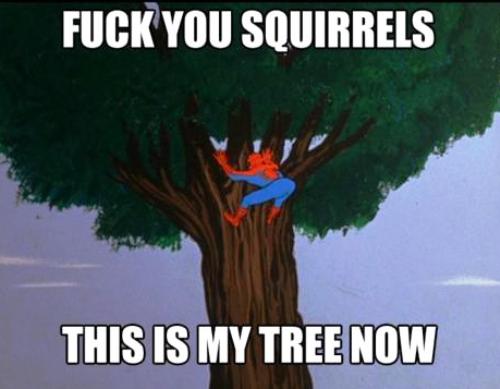 Spider-meme - spidey-meme-squirrels.jpg