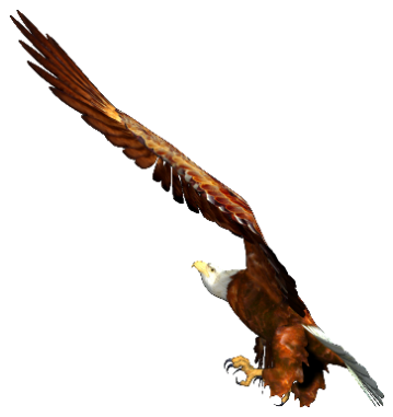 Zoo-Ptaki Orzeł - eagle-014.png