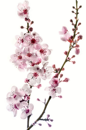 Cherry Blossoms - 3246665372_878724743a.jpg