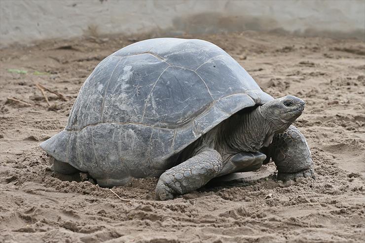 Biologia - Zdjęcia - Aldabra_Giant_Tortoise_Geochelone_gigantea_edit1.jpg