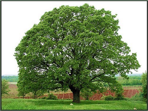 Drzewa 2 - pac 20.jpg