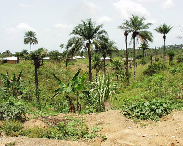 Sierra Leone - Sefadu_Palms.jpg