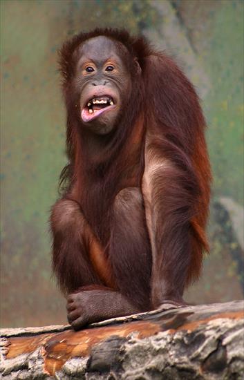 FOTKI SMIESZNE - Pongo_pygmaeus_orangutang.jpg