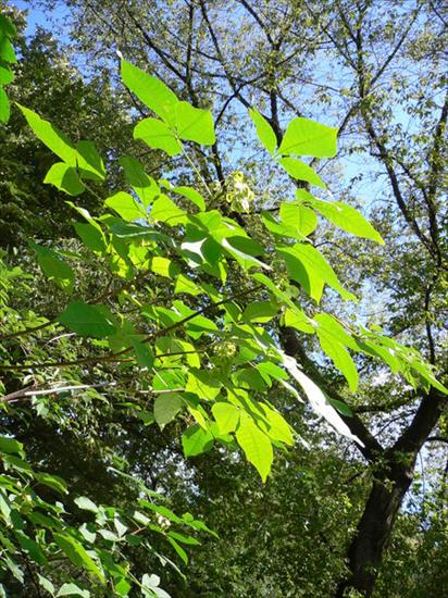 Drzewa i krzewy ozdobne - Parczelina trójlistkowa.jpg