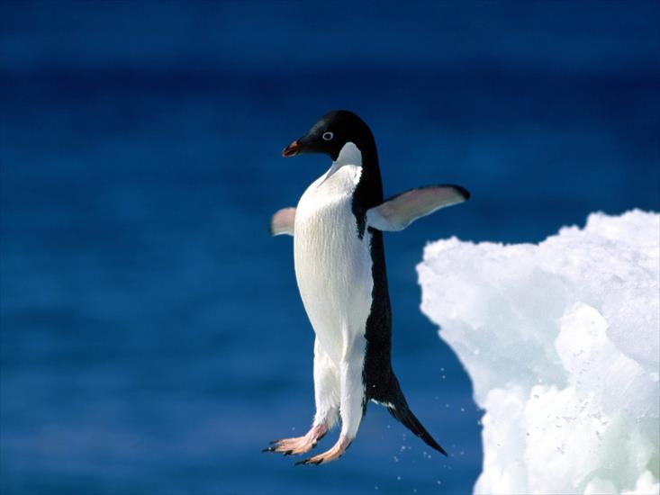 Animals part 2 z 3 - Leap of Faith, Adelie Penguin.jpg