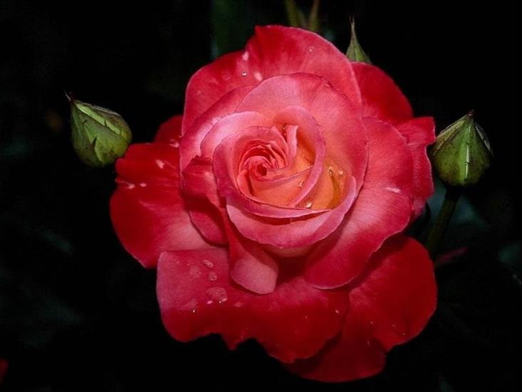 czerwone róże - tapetki_kwiaty_027.jpg