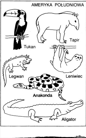 Zwierzęta egzotyczne i hodowlane - ameryka południowa.jpg