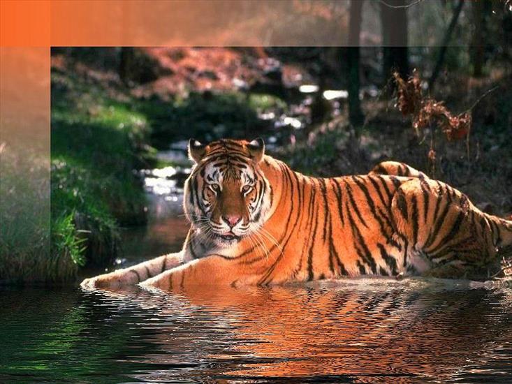 tygrysy - tygrys w wodzie1.jpg