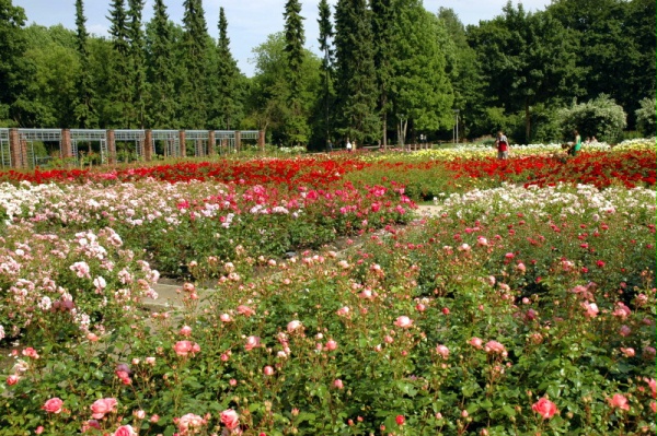 ogrody różane,pergole - szczecin.jpg