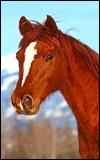 Animals - 100x160_horse_004.jpg