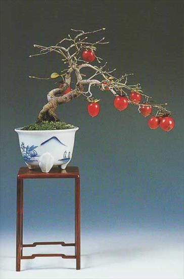   bonsai - najpiękniejsze drzewka - c8cac747662794f6b432d58915cfbe4c 1.jpg