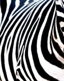 Różne - Zebra.jpg