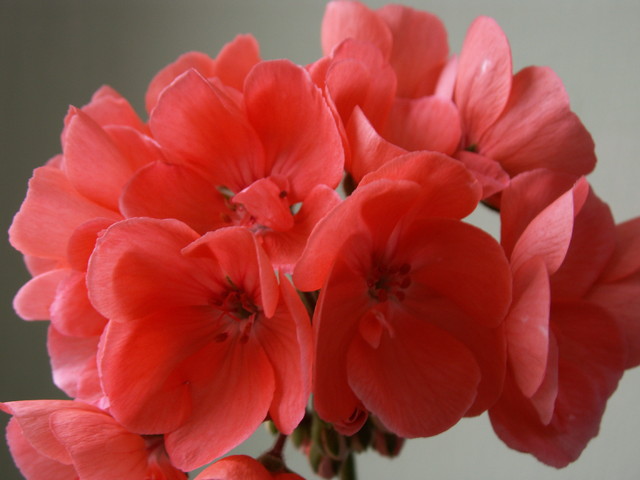 pelargonie - pelargonia.jpg