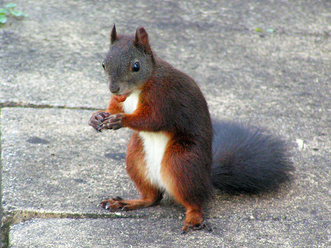 wiewiórki - funny_greedy_squirrels_10.jpg