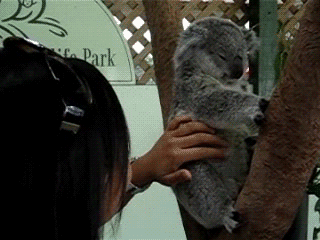 zwierzaki - petting-koala.gif
