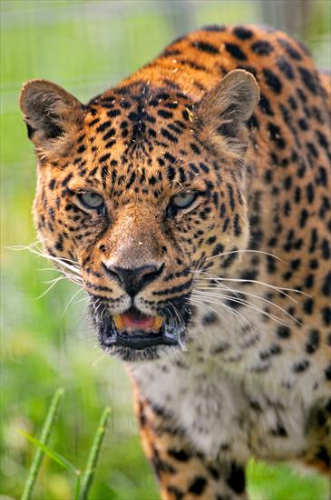 TYGRYSY - Leopard looking at me_by-Tambako-the-Jaguar.jpg