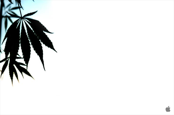 Tapety marihuana - Marihuana 099.jpg