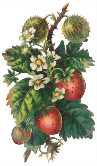   Fruits and Flowers ze starych pocztówek - 281.TIF