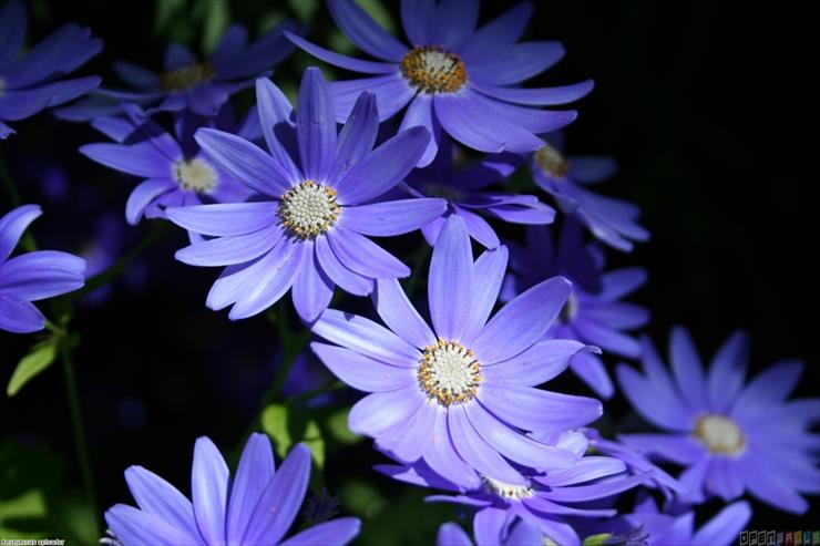 KWIATY FIOLETOWE - violet_flowers_4_1536x1024.jpg