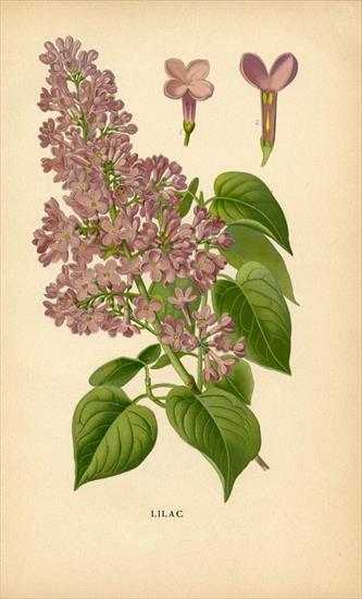 kwiaty decoupage - Vintage-Botanical-Printable-Lilacs-GraphicsFairy3-621x1024.jpg
