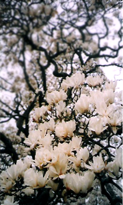 Kwiaty - magnolia_by_marang.jpg
