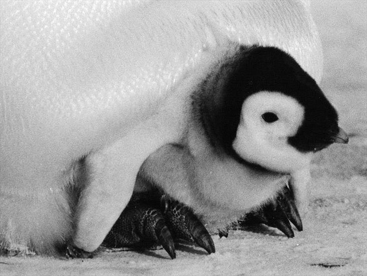 Zaczarowana zagroda - may pingwinek.jpg