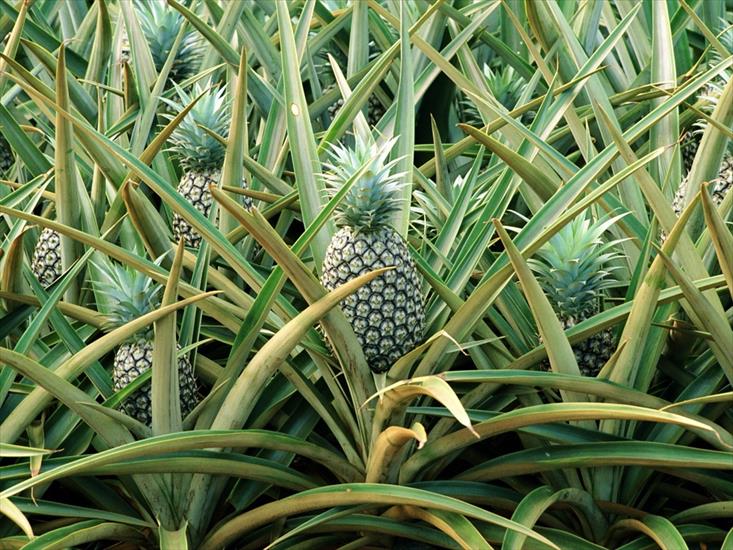 tapety -  OWOCE - Pineapples-1-Y600KS7MG3-1024x768.jpg