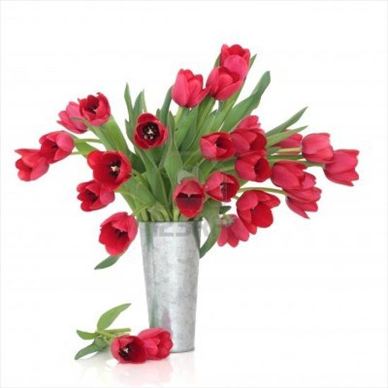 w wazonach - 8667883-tulipano-rosso-di-fiori-in-un-vaso-di-alluminio-angosciata-e-sciolto-su-sfondo-bianco.jpg