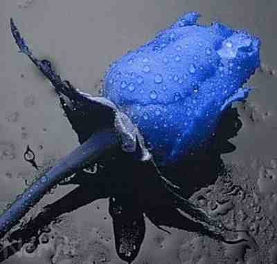 Kwiaty - 20060323-flor azul.jpg