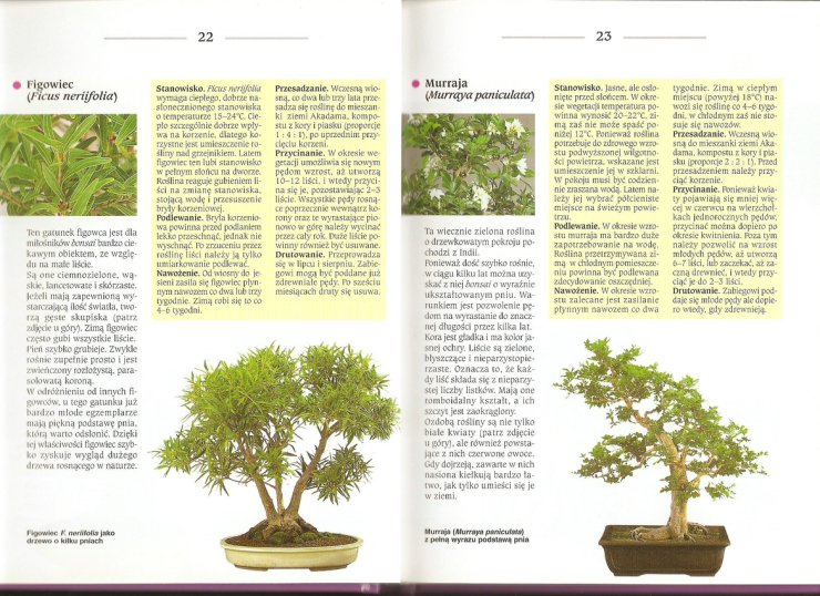 Bonsai z roślin pokojowych - skanuj0013.jpg