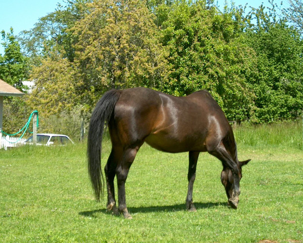 konie - 113.jpg